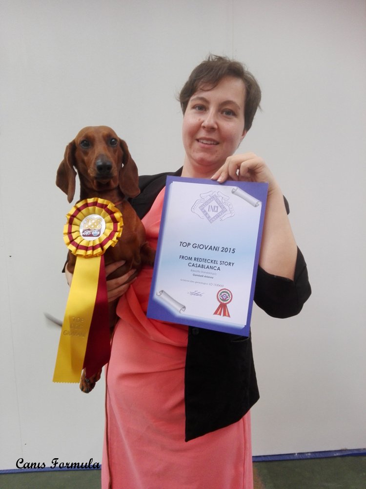 dachshund standard top dog giovani